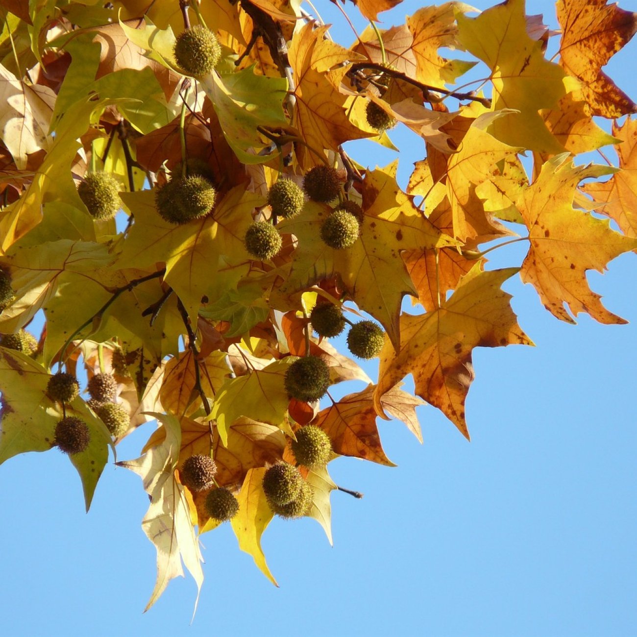 Obrázok Platan javorolistý (Platanus x acerifolia) - výška 160-180 cm, kont. C10L